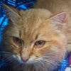 Garfield Spanien